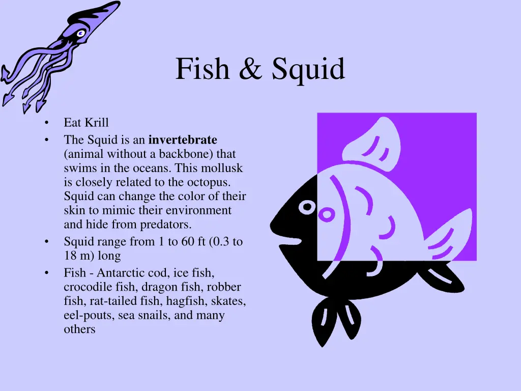 fish squid