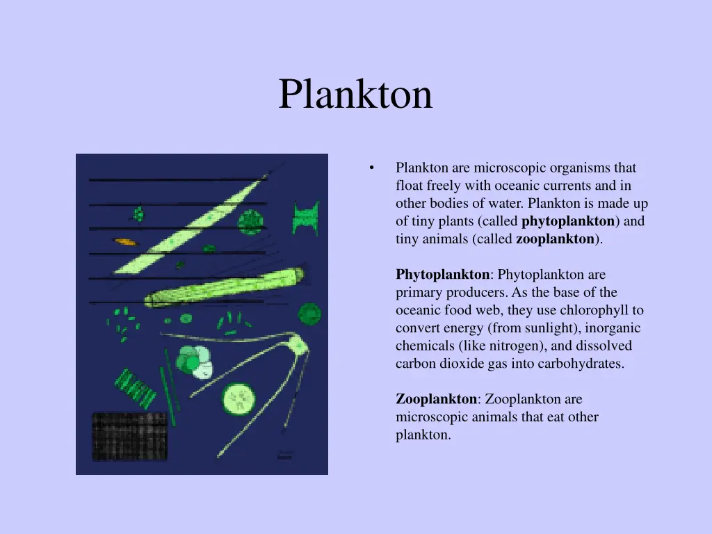 plankton