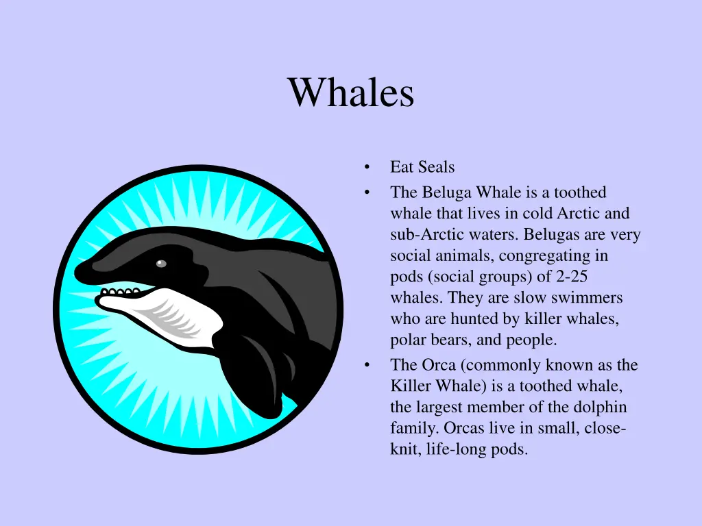 whales