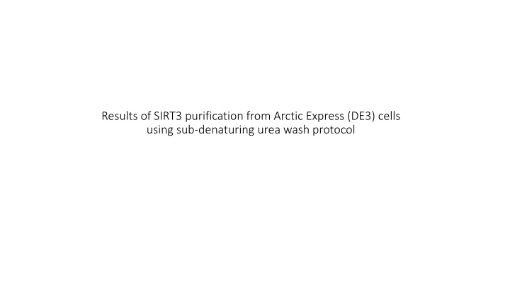 results of sirt3 purification from arctic express