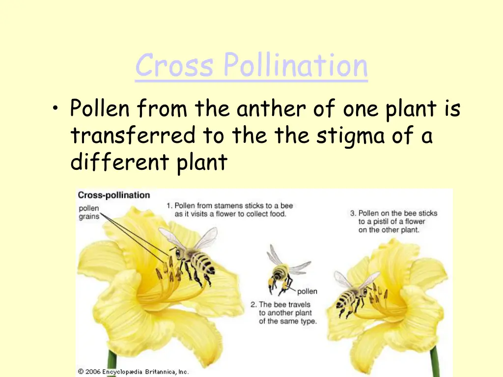 cross pollination pollen from the anther