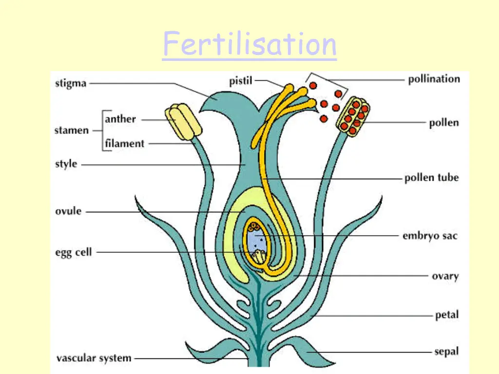 fertilisation