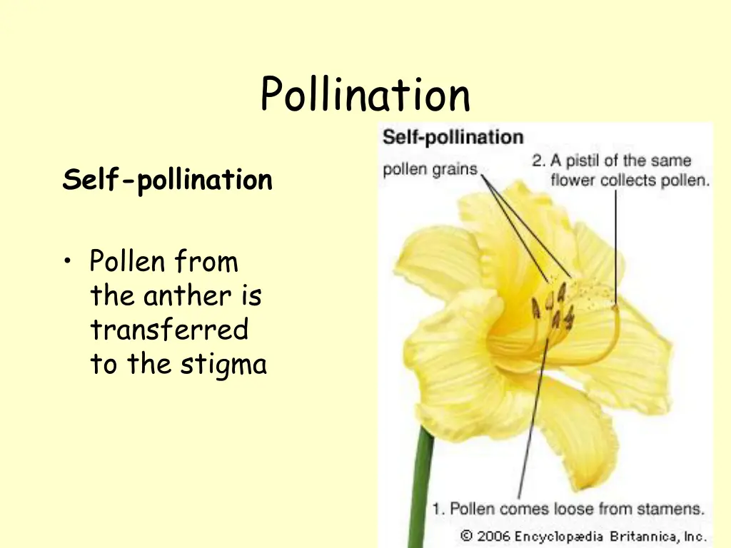 pollination