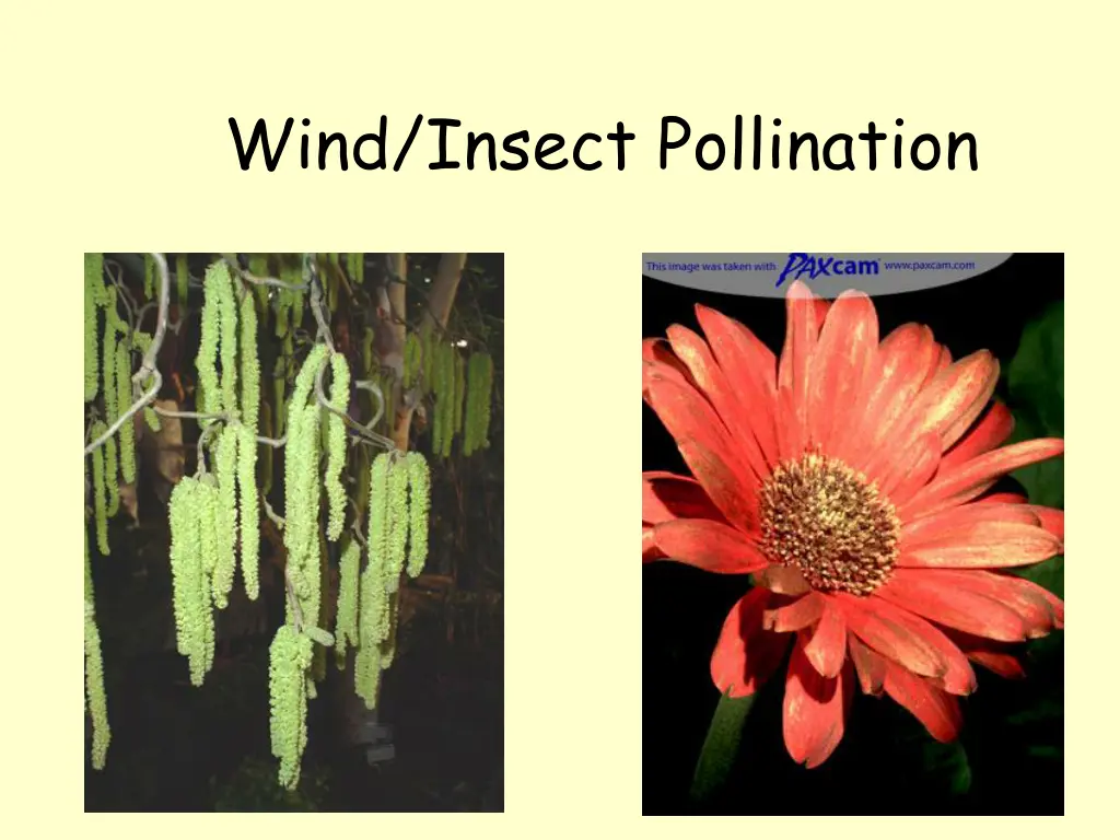 wind insect pollination