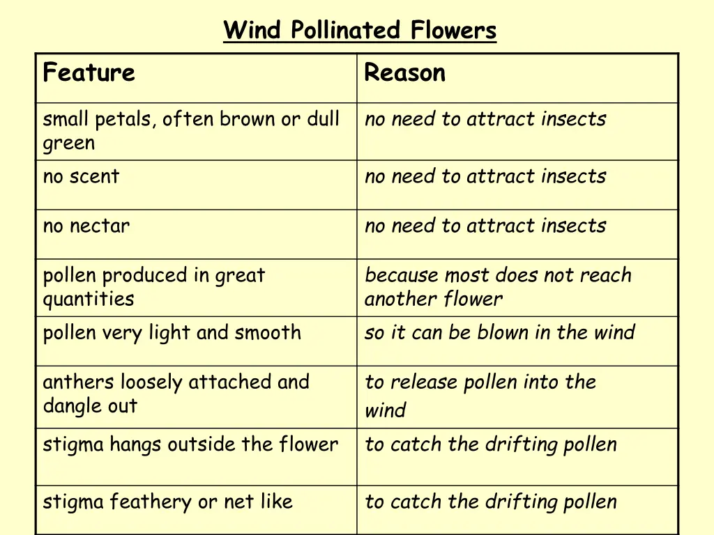 wind pollinated flowers