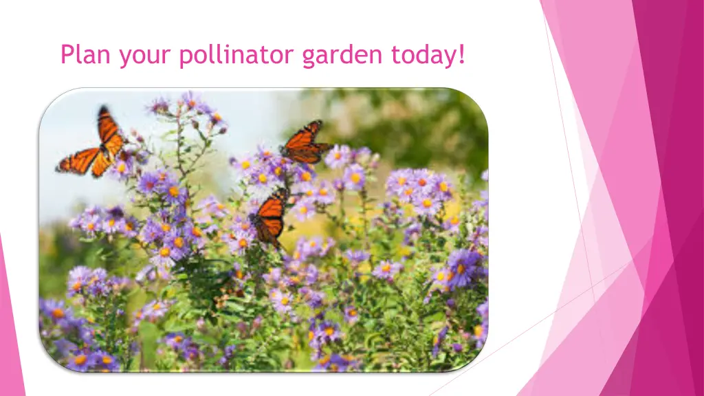 plan your pollinator garden today