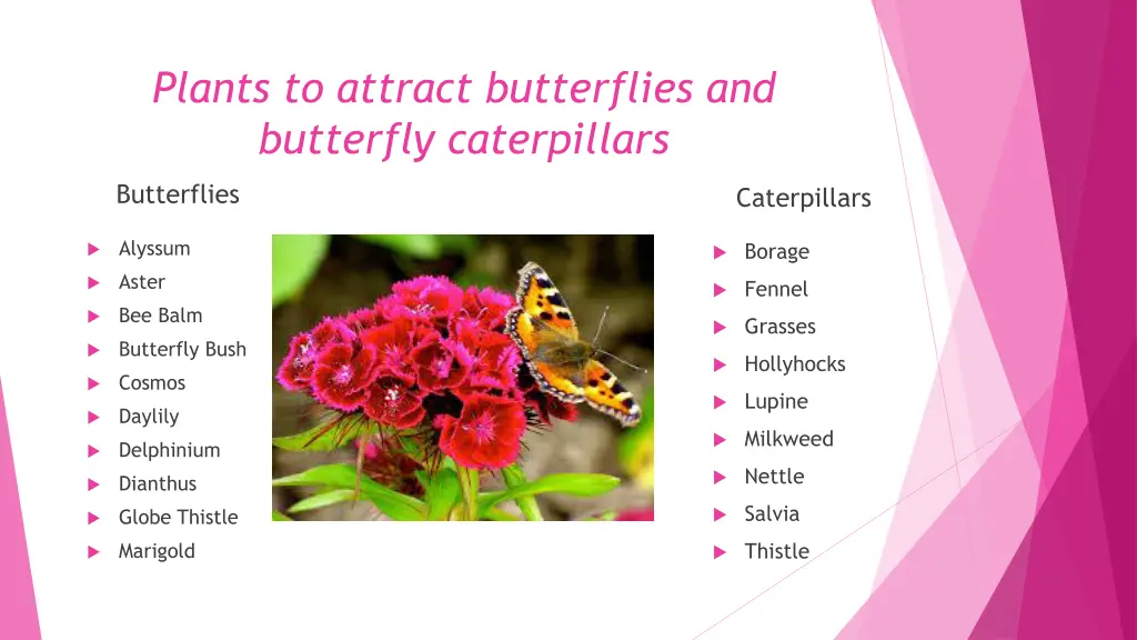 plants to attract butterflies and butterfly