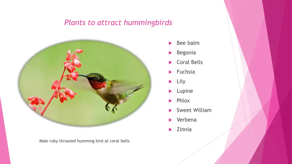 plants to attract hummingbirds