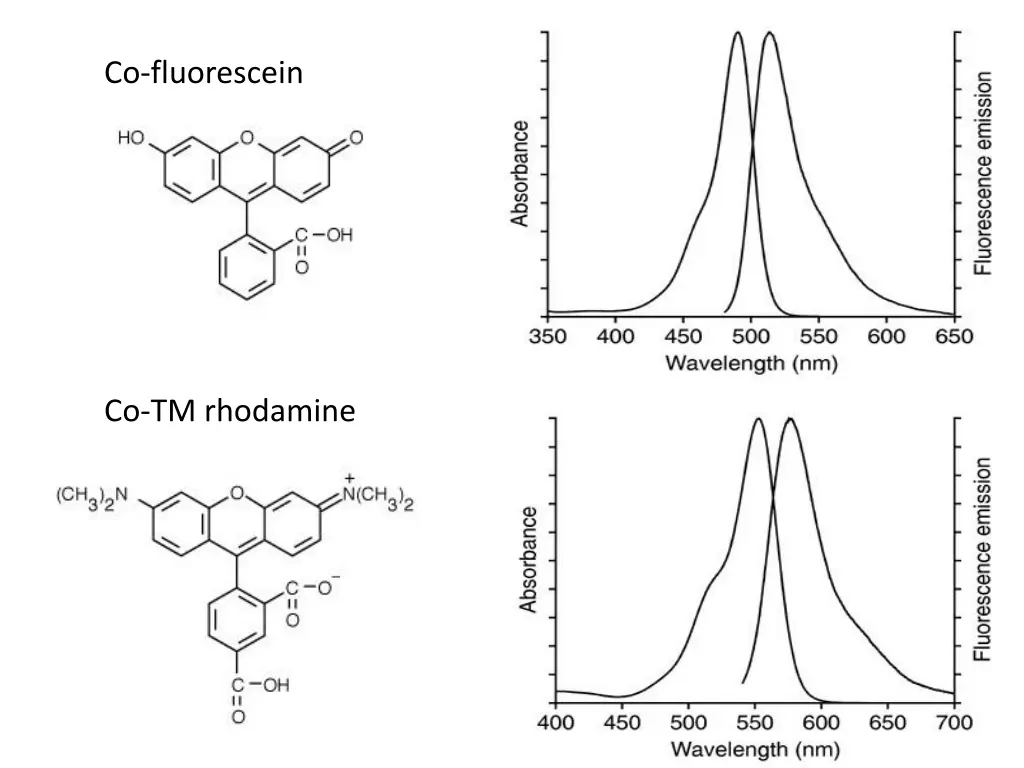 co fluorescein