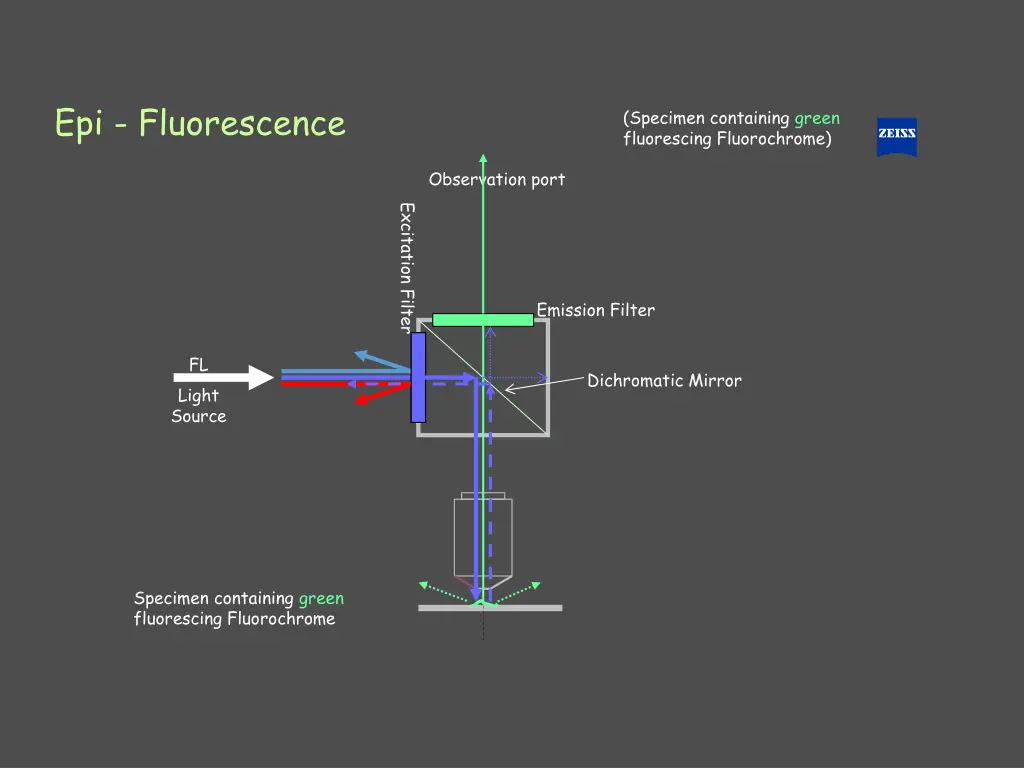 epi fluorescence