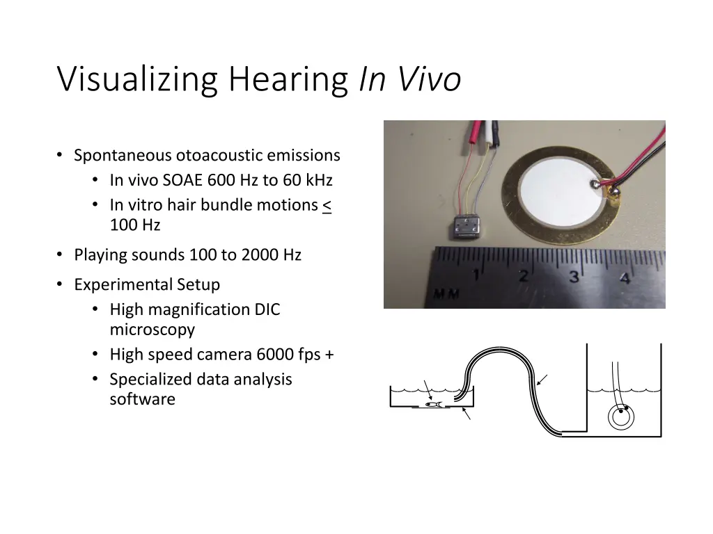 visualizing hearing in vivo