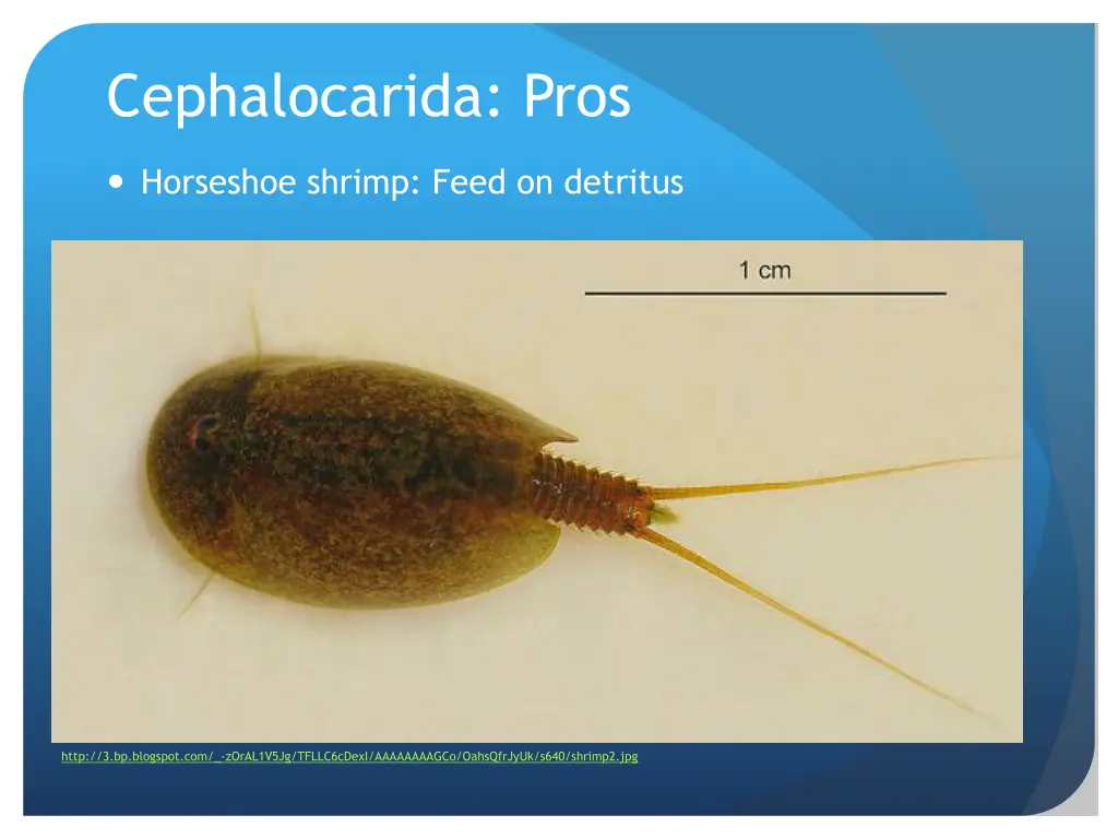 cephalocarida pros