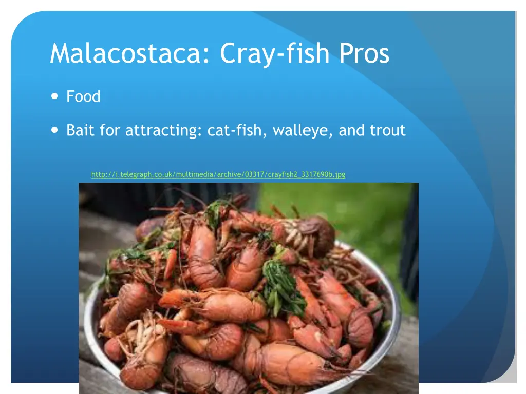 malacostaca cray fish pros