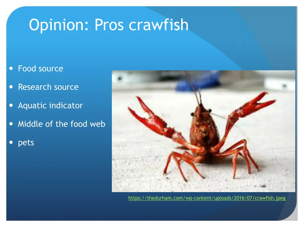 opinion pros crawfish