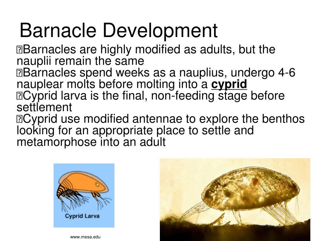 barnacle development barnacles are highly