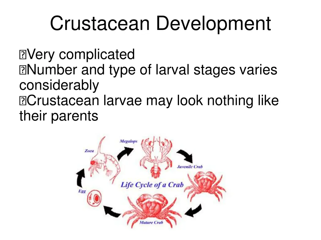 crustacean development