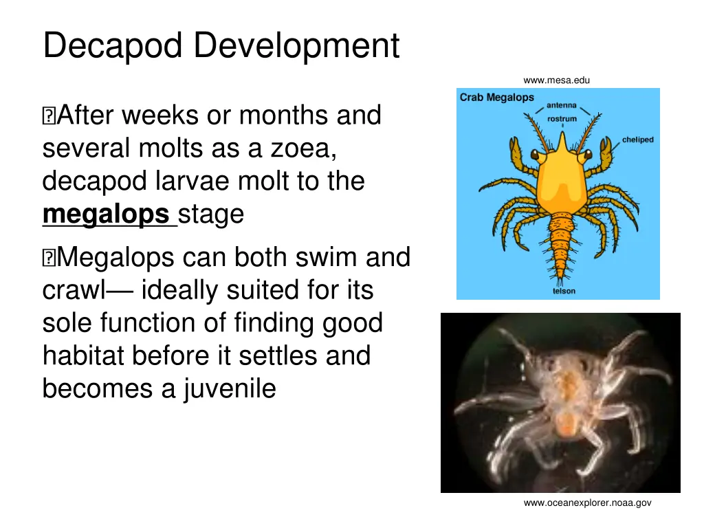 decapod development 1