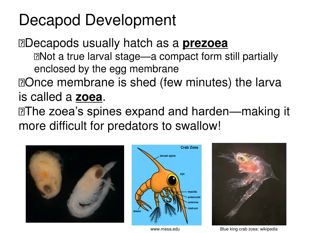 decapod development