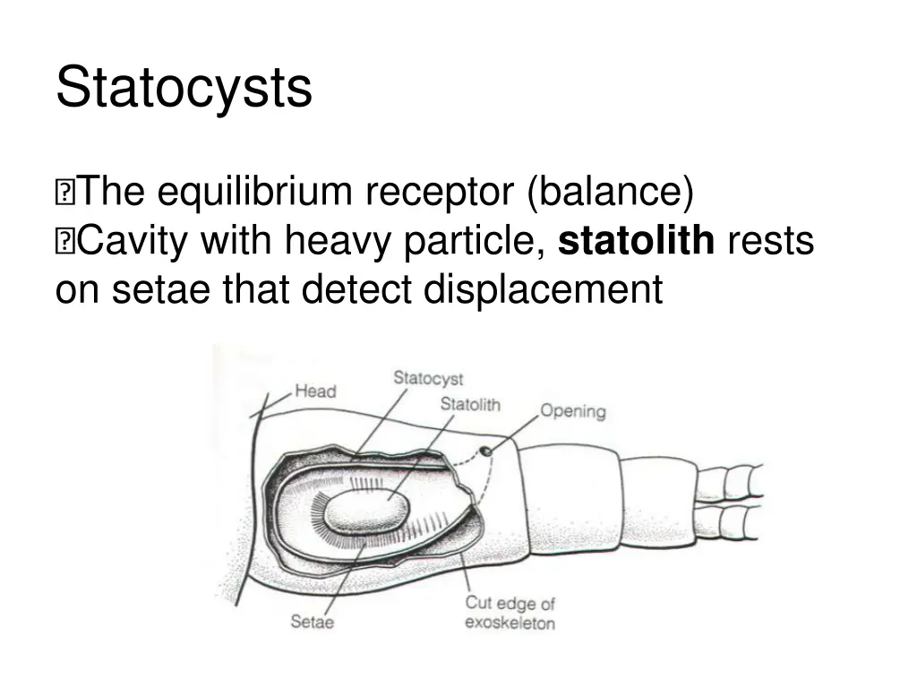 statocysts