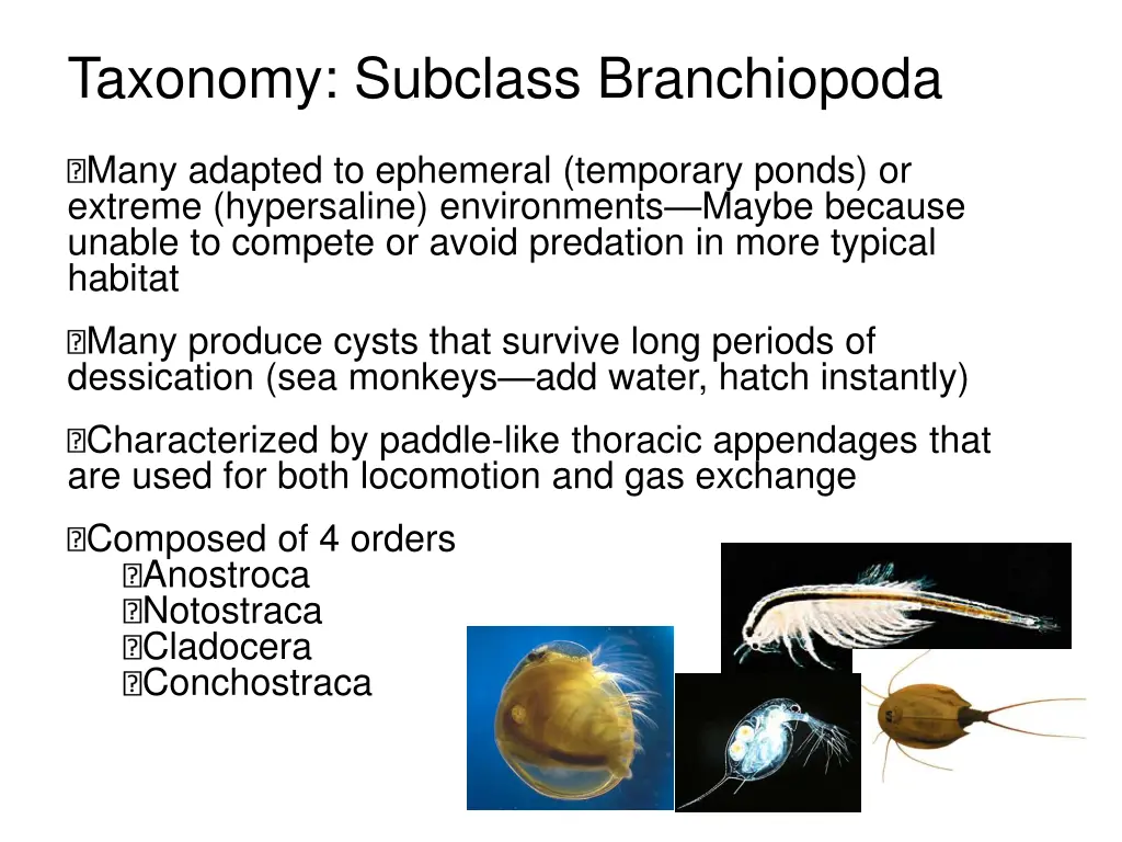 taxonomy subclass branchiopoda