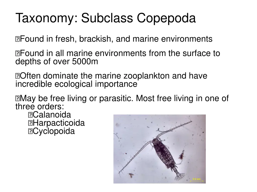 taxonomy subclass copepoda