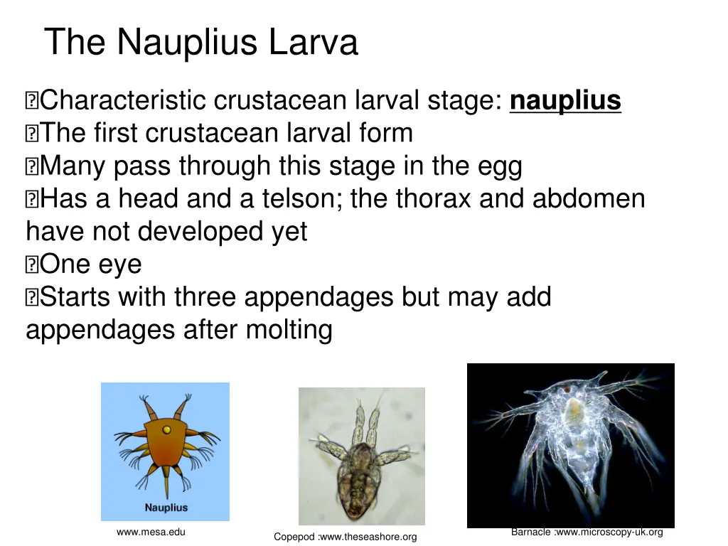 the nauplius larva