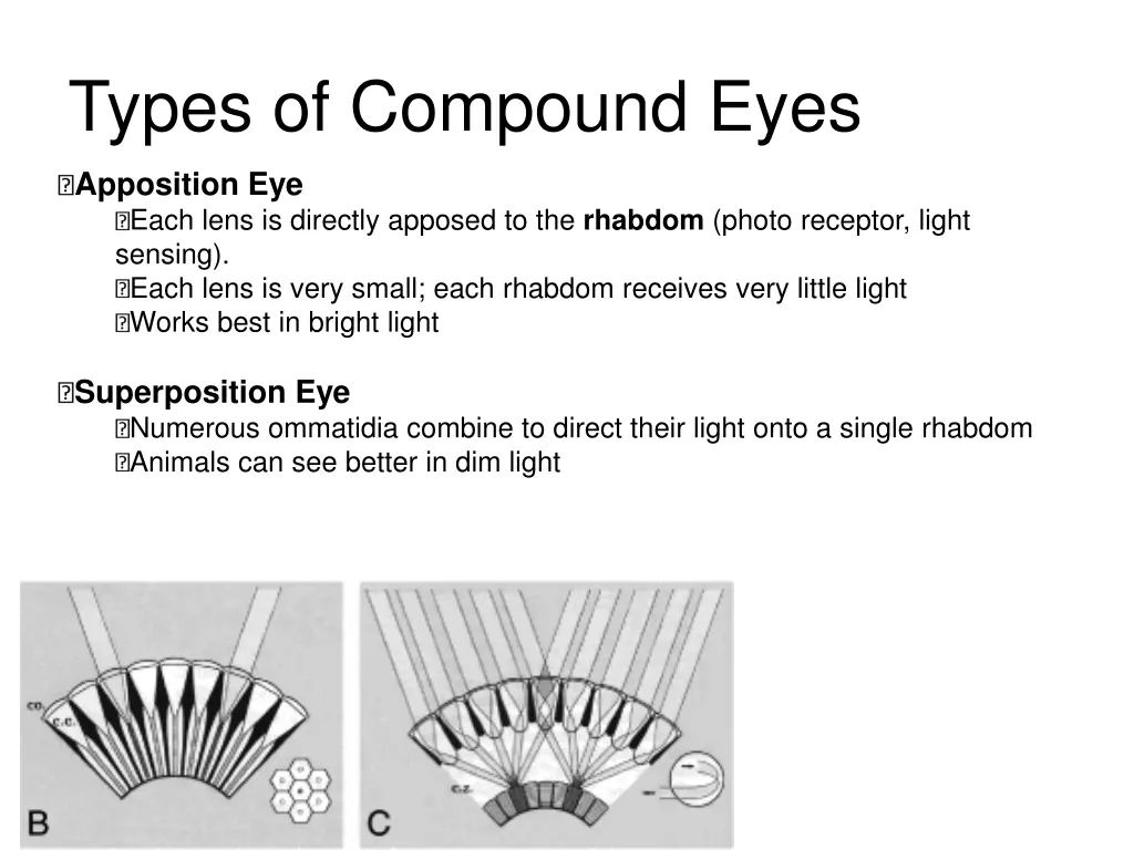 types of compound eyes