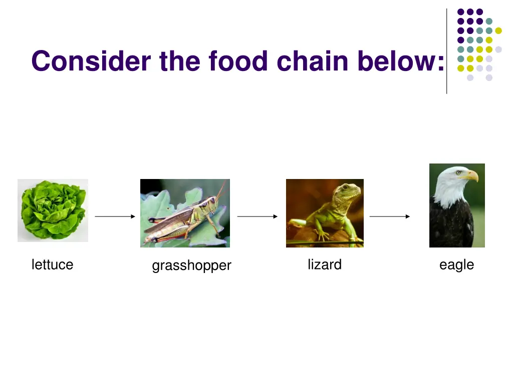 consider the food chain below