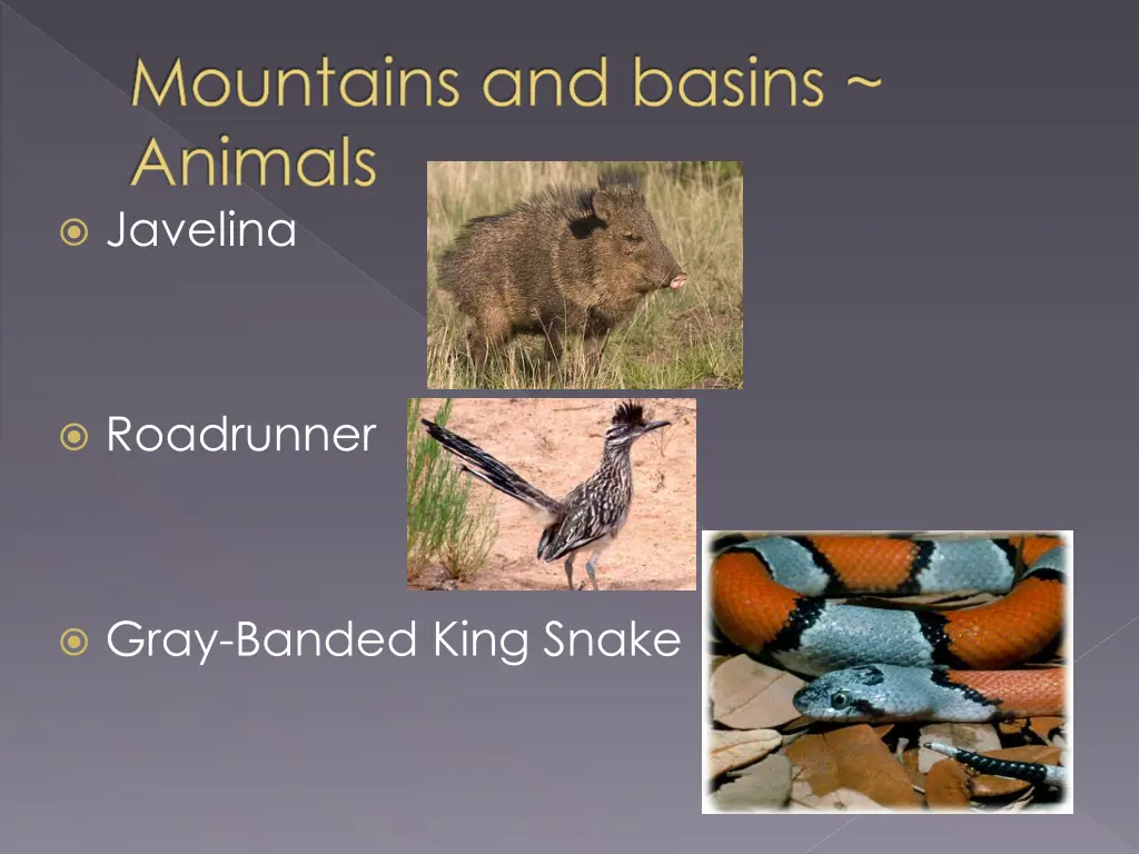 mountains and basins animals javelina