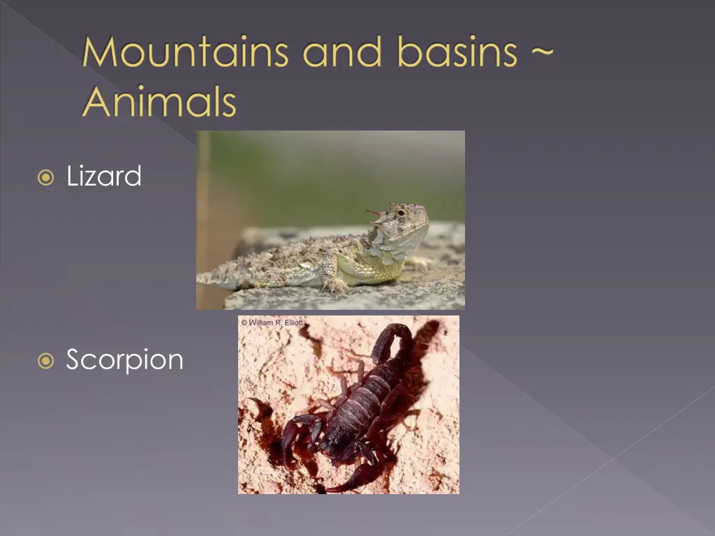 mountains and basins animals