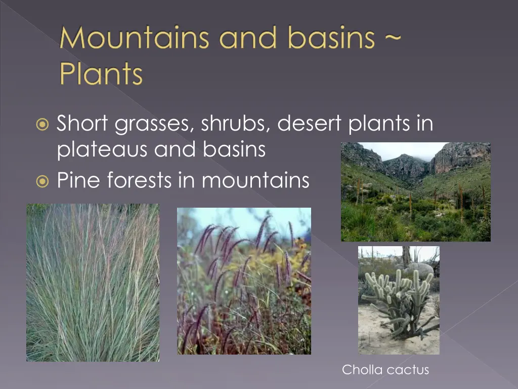 mountains and basins plants