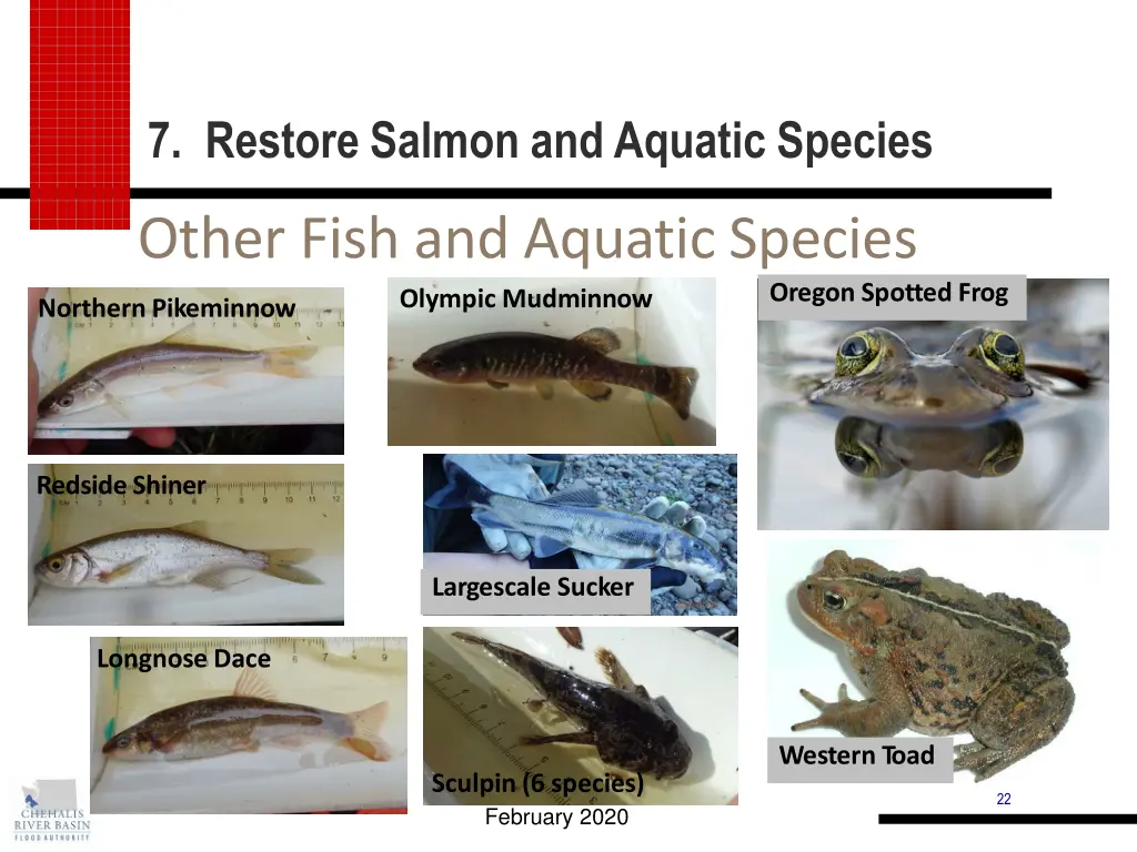 7 restore salmon and aquatic species 1