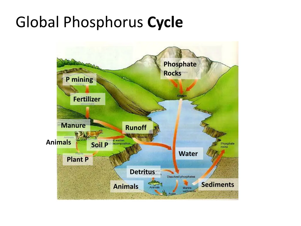 global phosphorus cycle