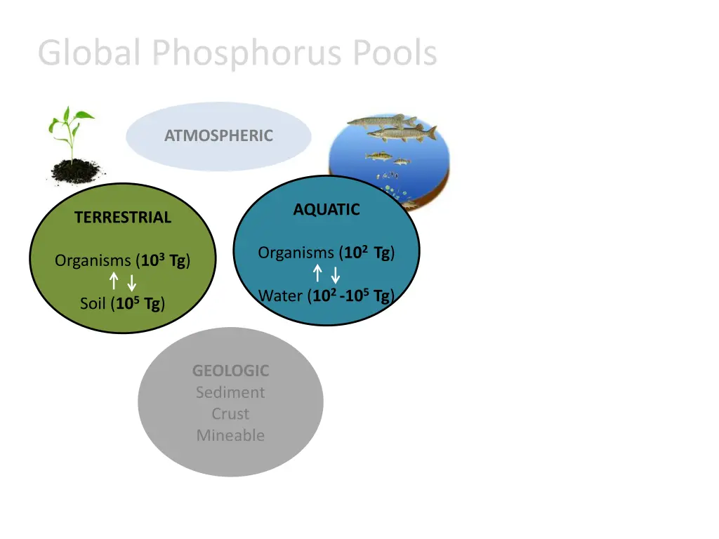 global phosphorus pools 5