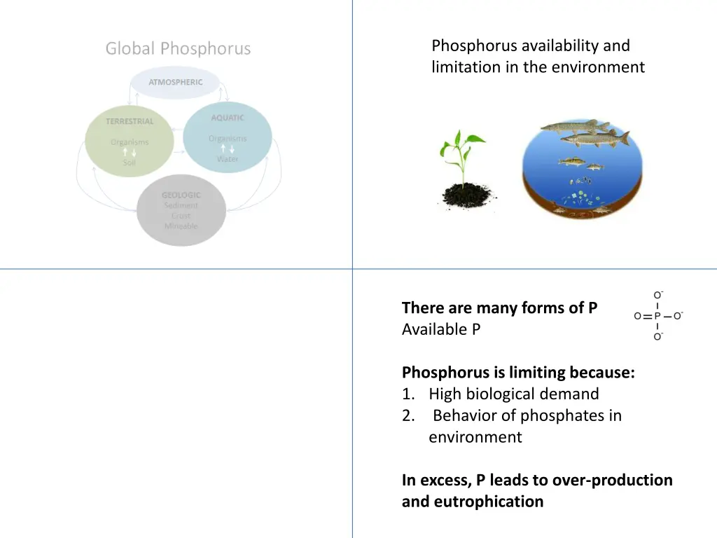 phosphorus availability and limitation 1