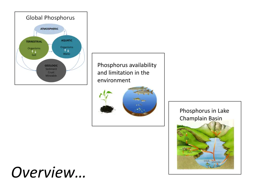 phosphorus availability and limitation