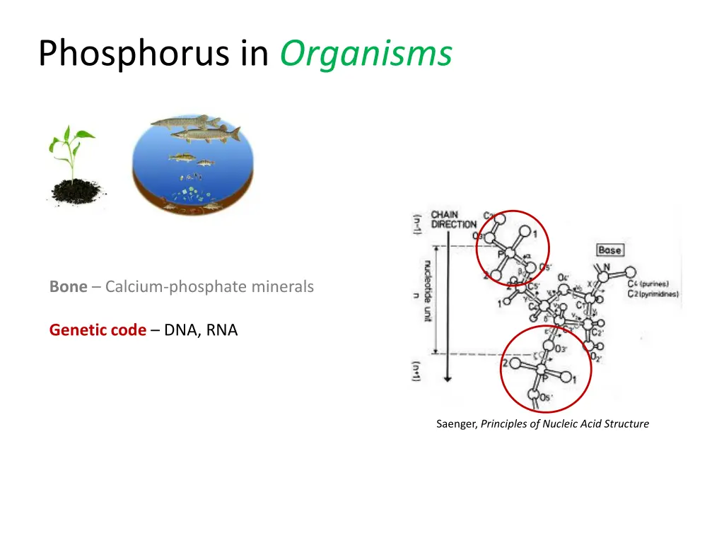 phosphorus in organisms 1