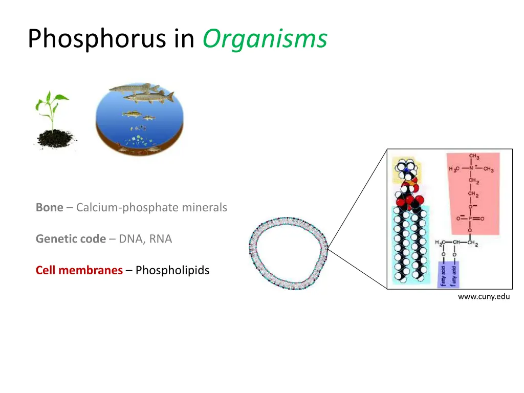 phosphorus in organisms 2