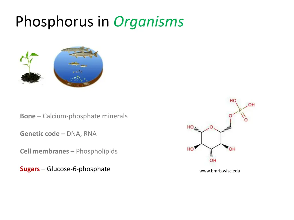 phosphorus in organisms 3