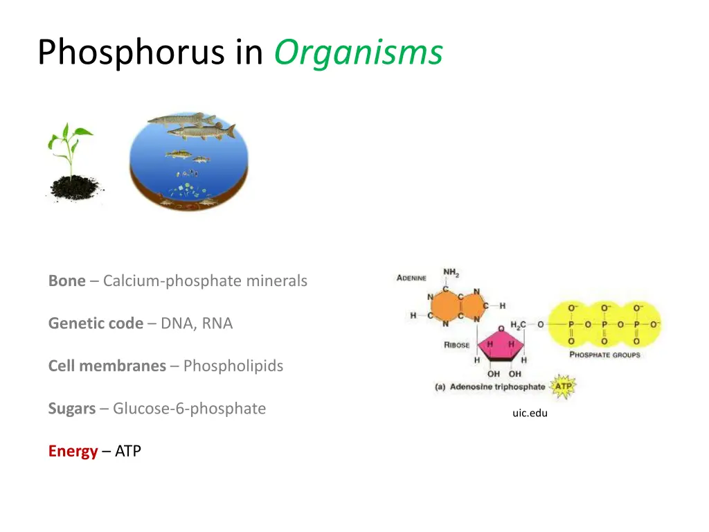 phosphorus in organisms 4