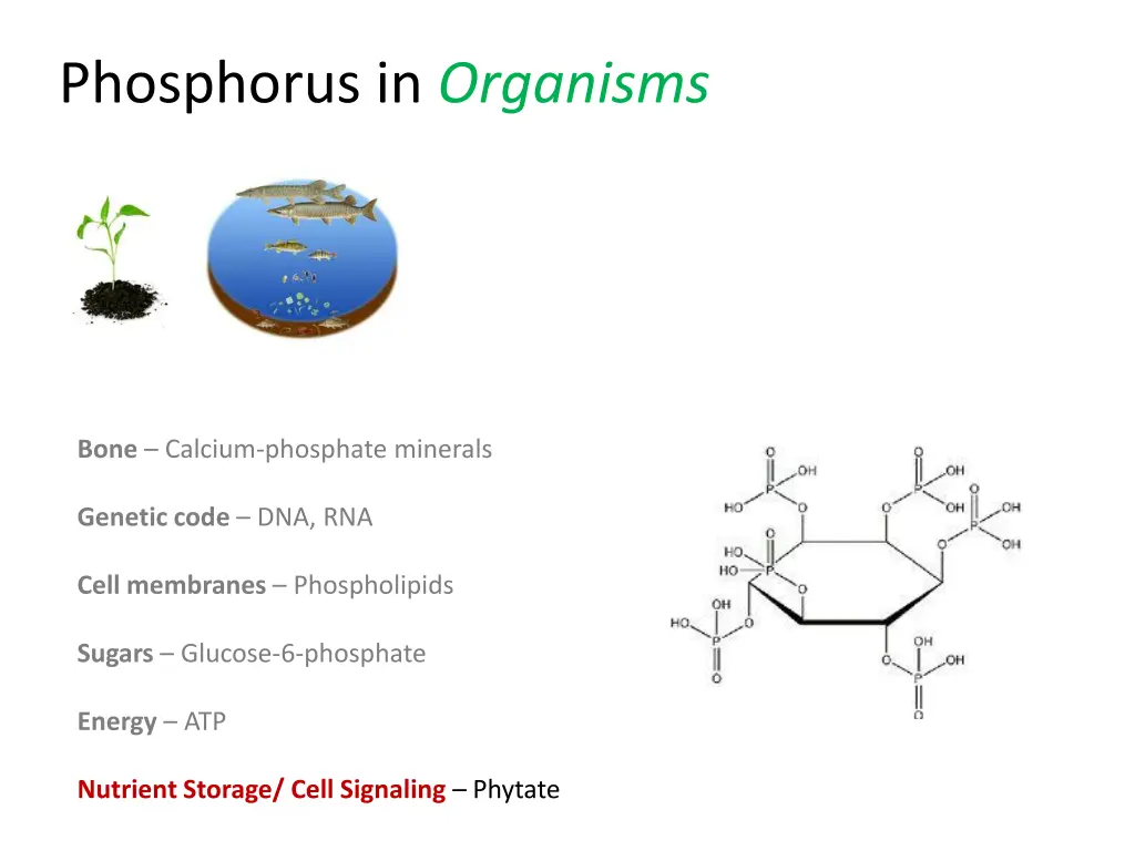 phosphorus in organisms 5