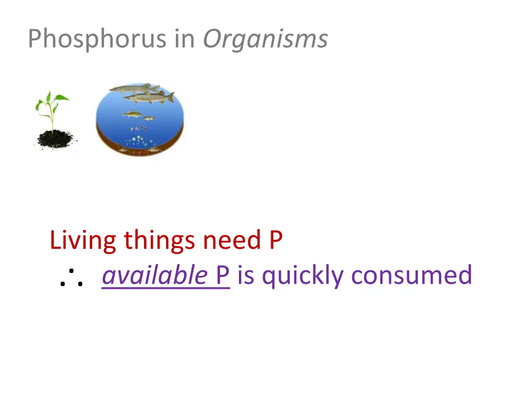 phosphorus in organisms 6