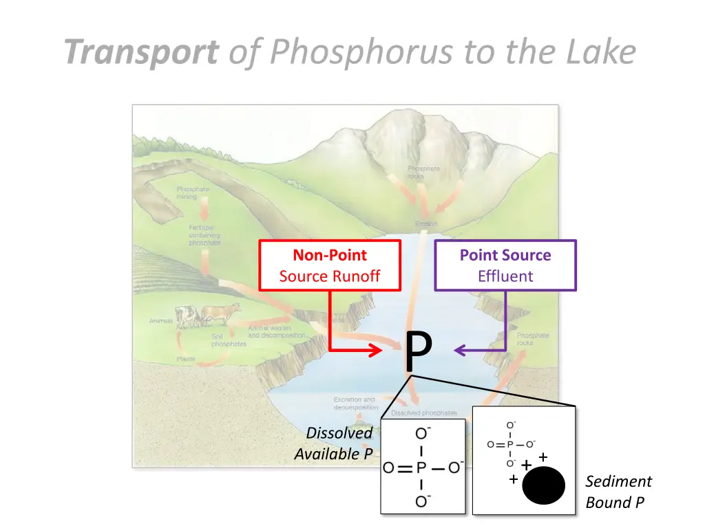 transport of phosphorus to the lake 1