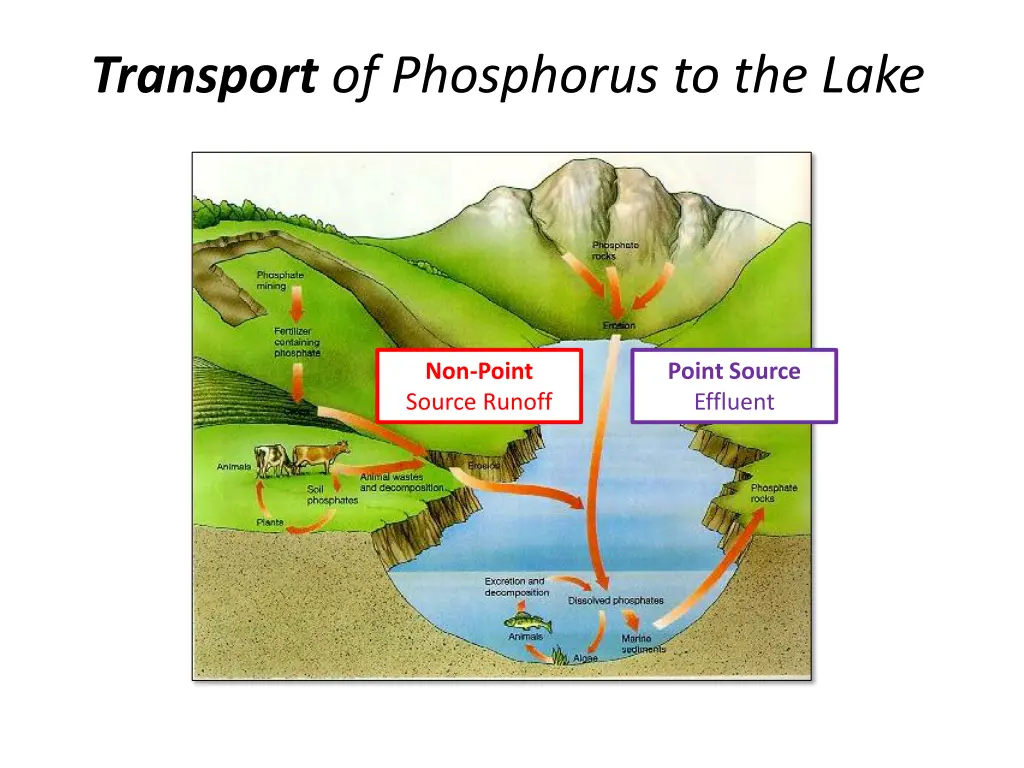 transport of phosphorus to the lake