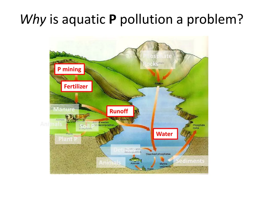 why is aquatic p pollution a problem