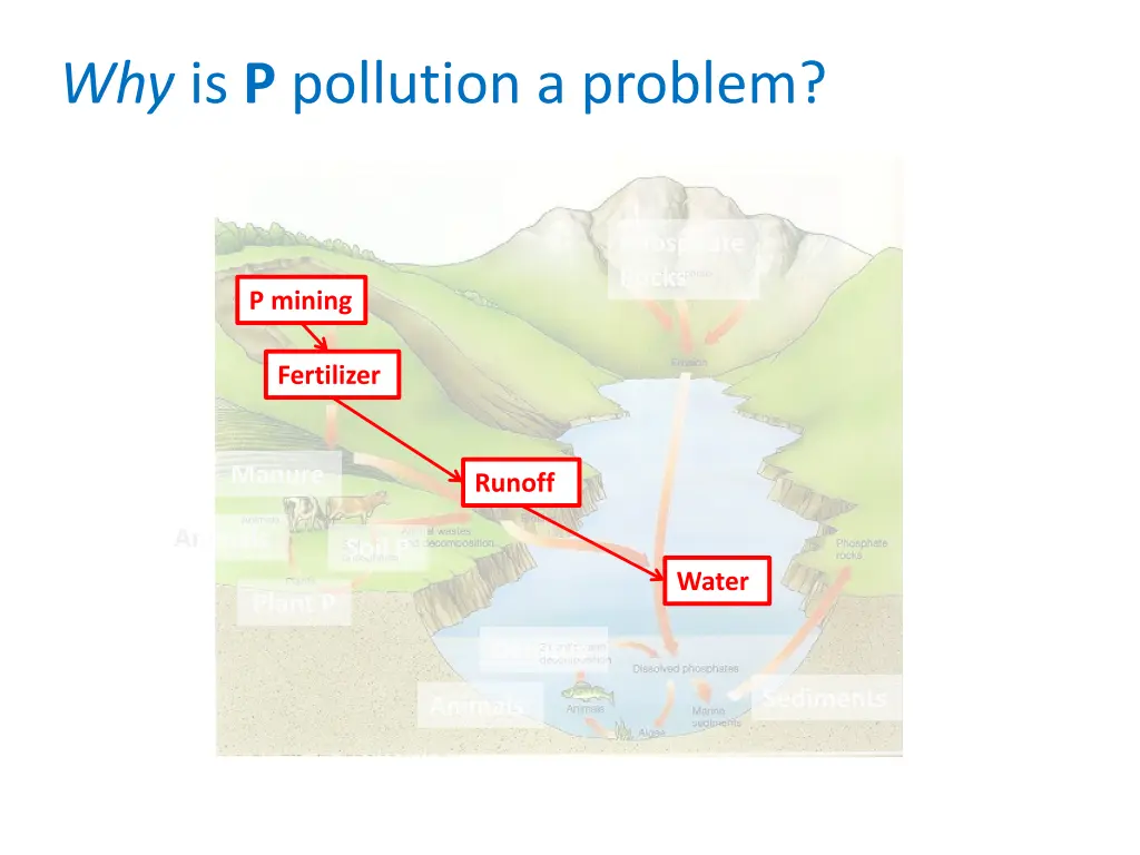 why is p pollution a problem