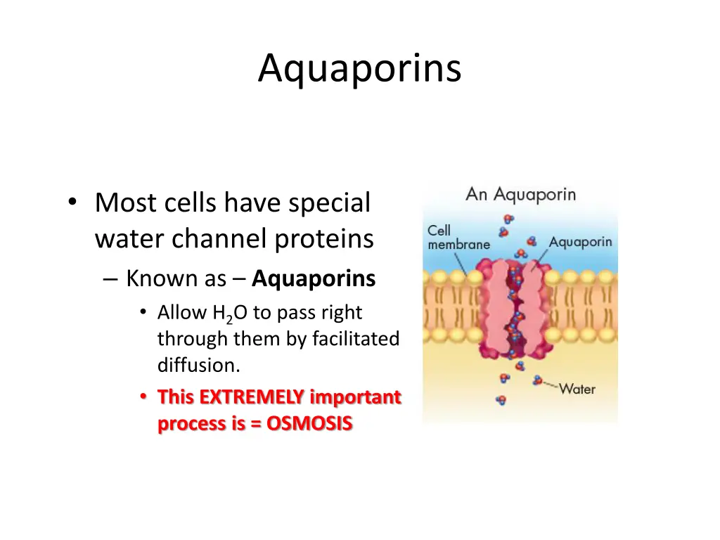 aquaporins