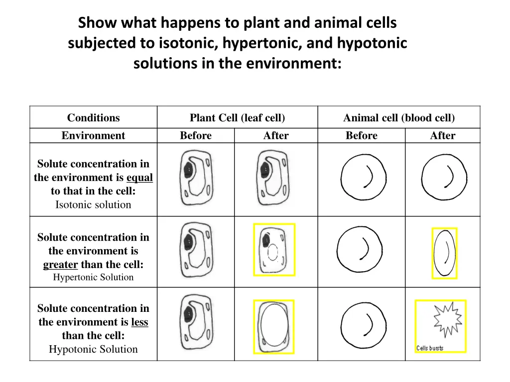 show what happens to plant and animal cells