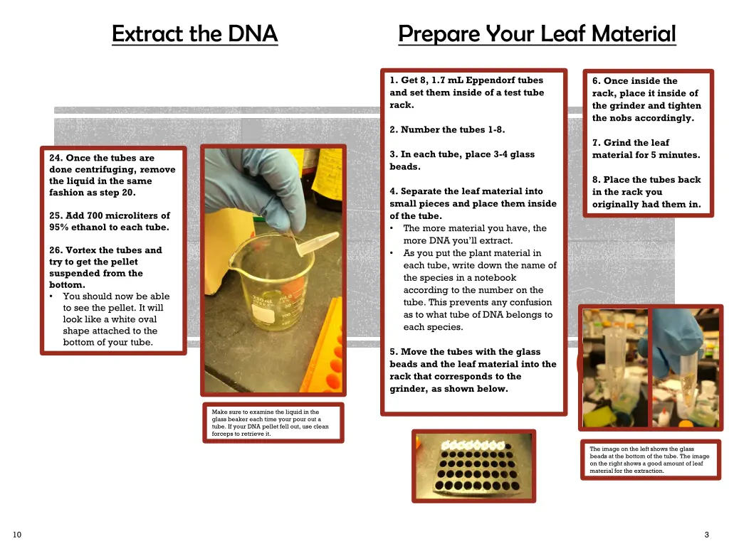 extract the dna 2