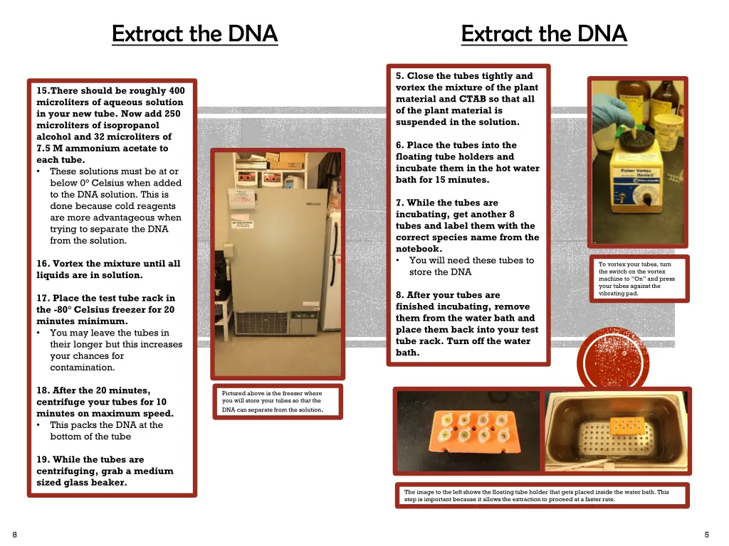 extract the dna 4